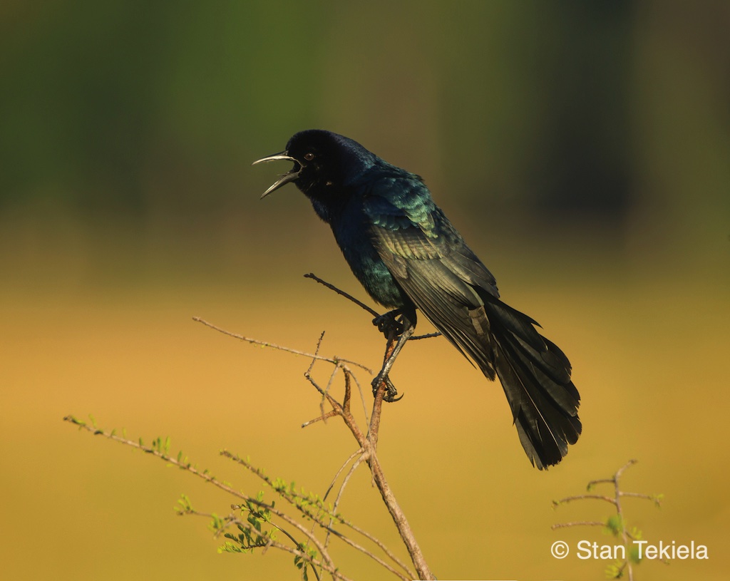 Boat-tailed Grackle caws while perched on a limb in Texas. 