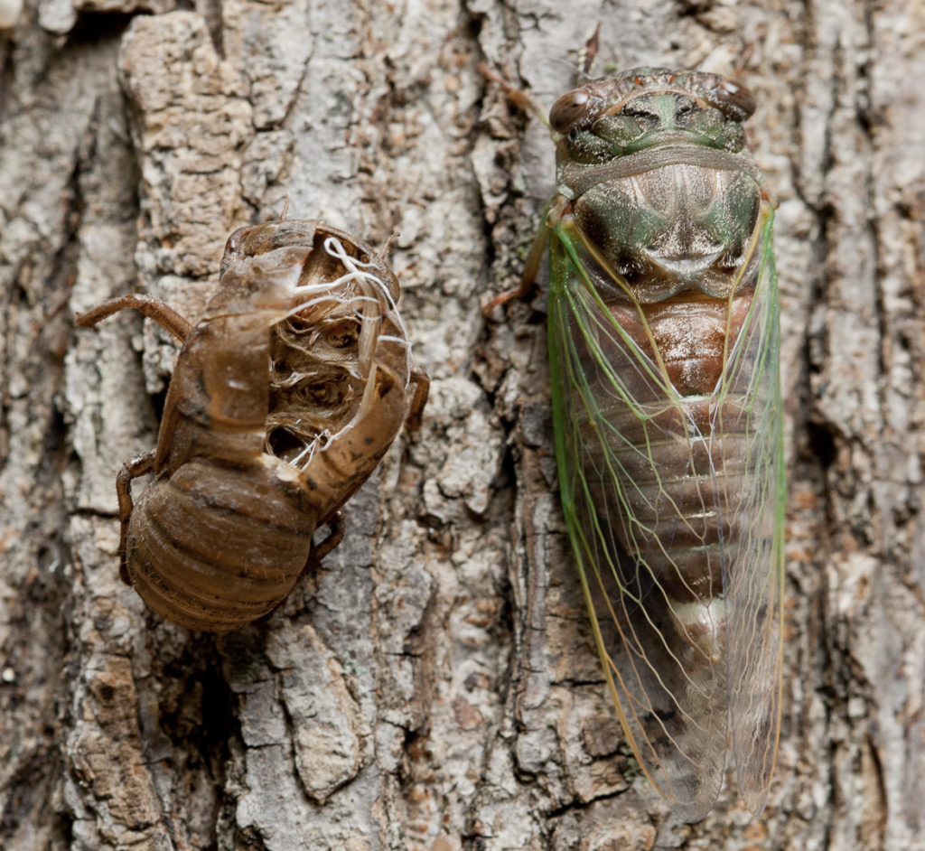 Cicadas