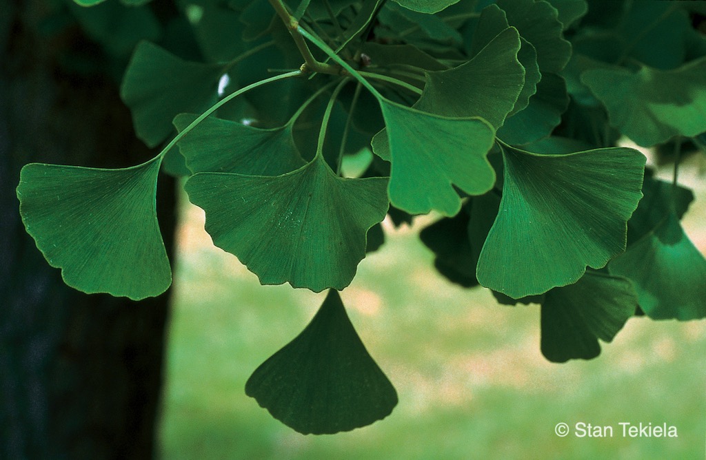 A blooming Gingko Tree with green fan-like leaves. 