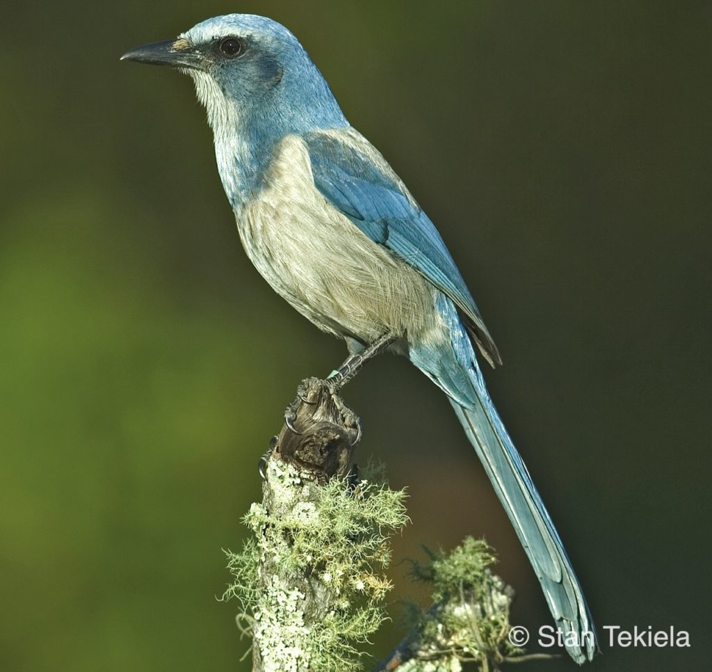 A light blue Scrub-Jay perches on a branch in Central Florida. 