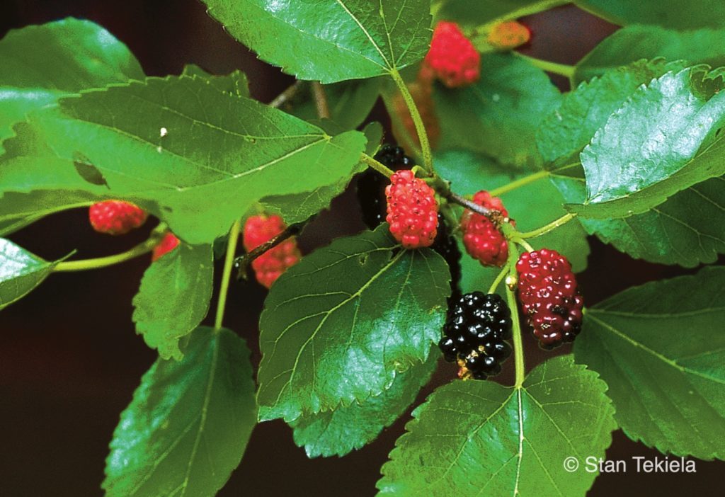 A Red Mulberry plant blooms in rich red and black berries. 