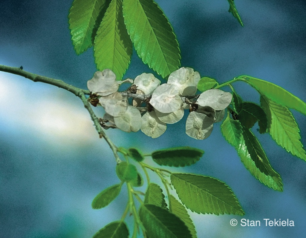 A Siberian Elm blooming with delicate white flowers in the Carolinas. 