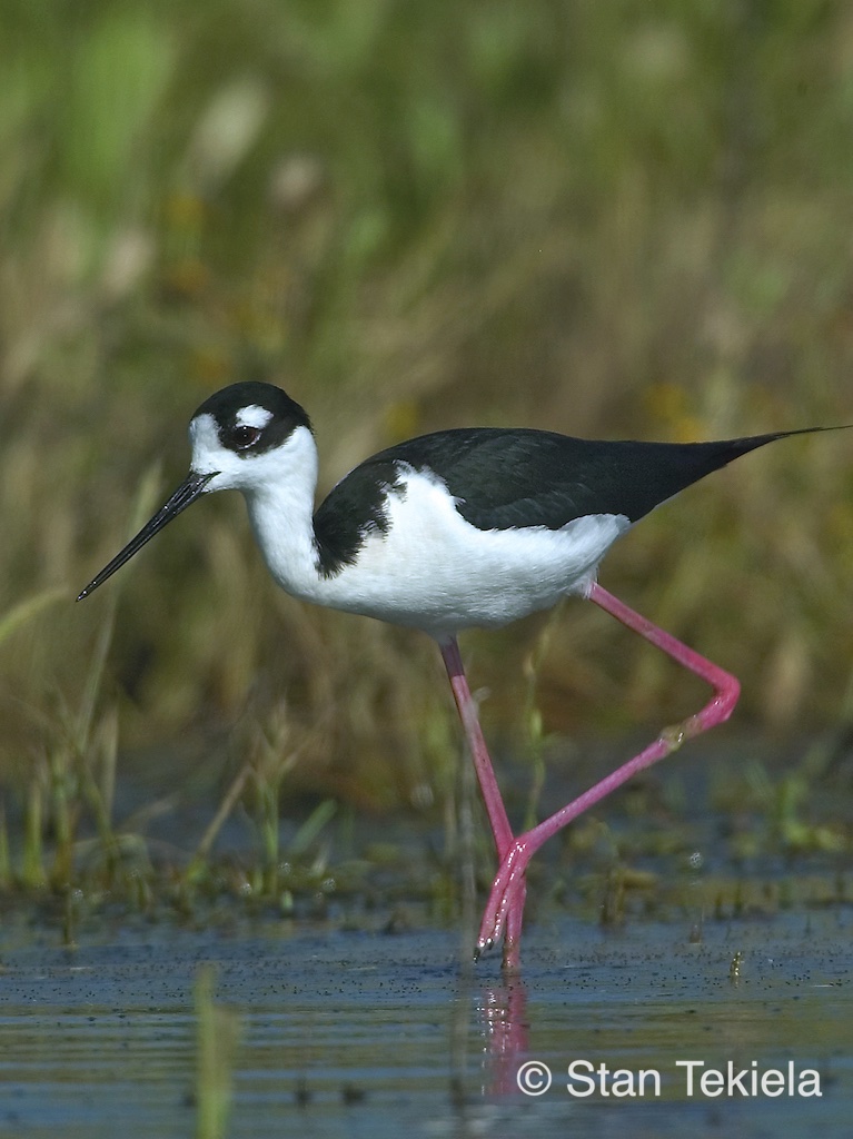 Black-necked Stilts standing in a body of water in Texas. 