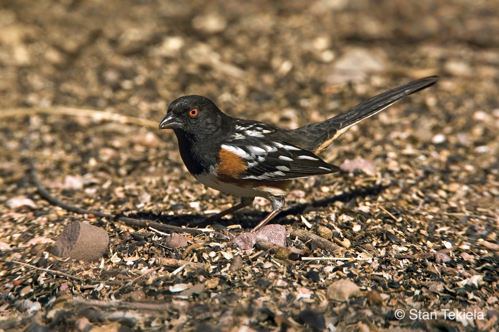 Spotted Towhee searches for food on the ground in Texas. 