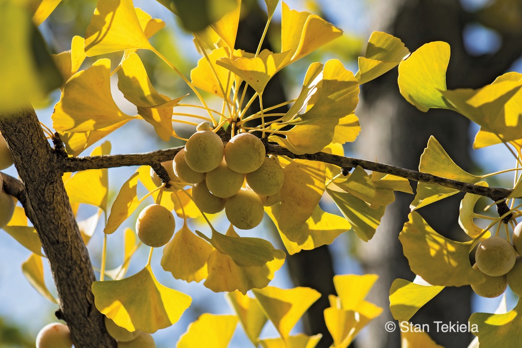 Yellow Ginkgo Biloba fruit ready to harvest in the Carolinas. 