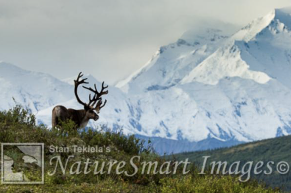 white-tailed deer