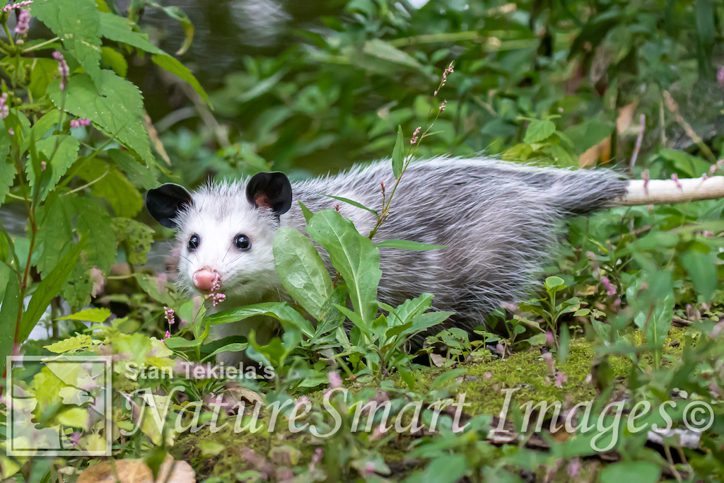 Virginia Opossum