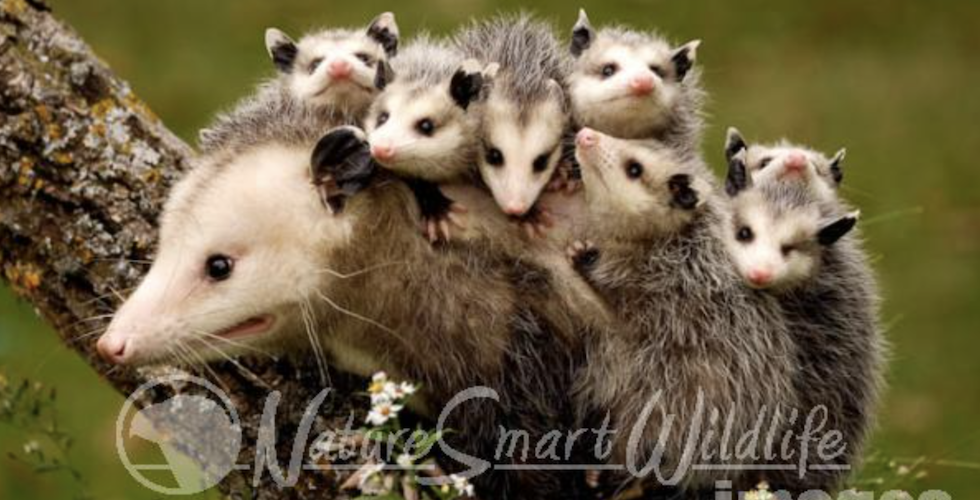 Virginia Opossum – Wildlife Illinois