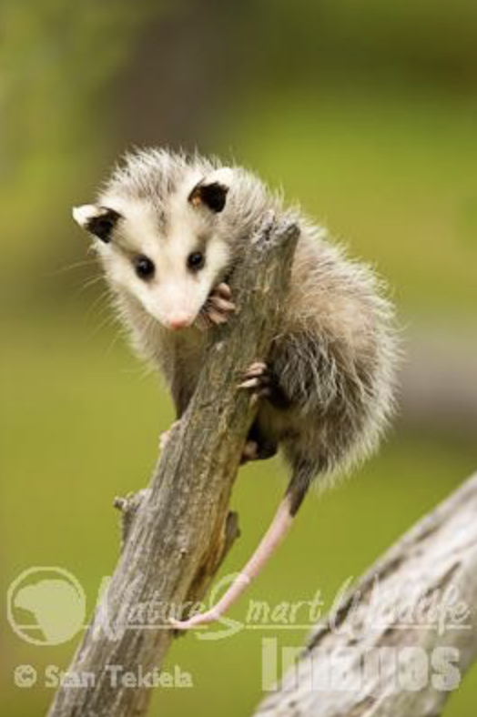 Virginia Opossum