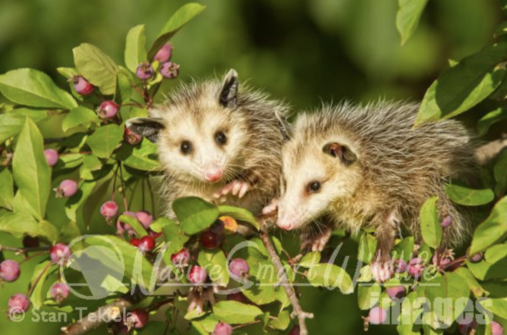 Virginia Opossum