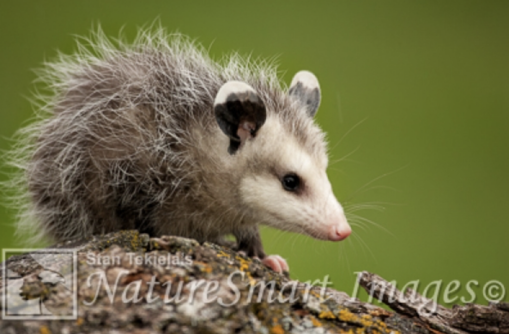 Virginia Opossum