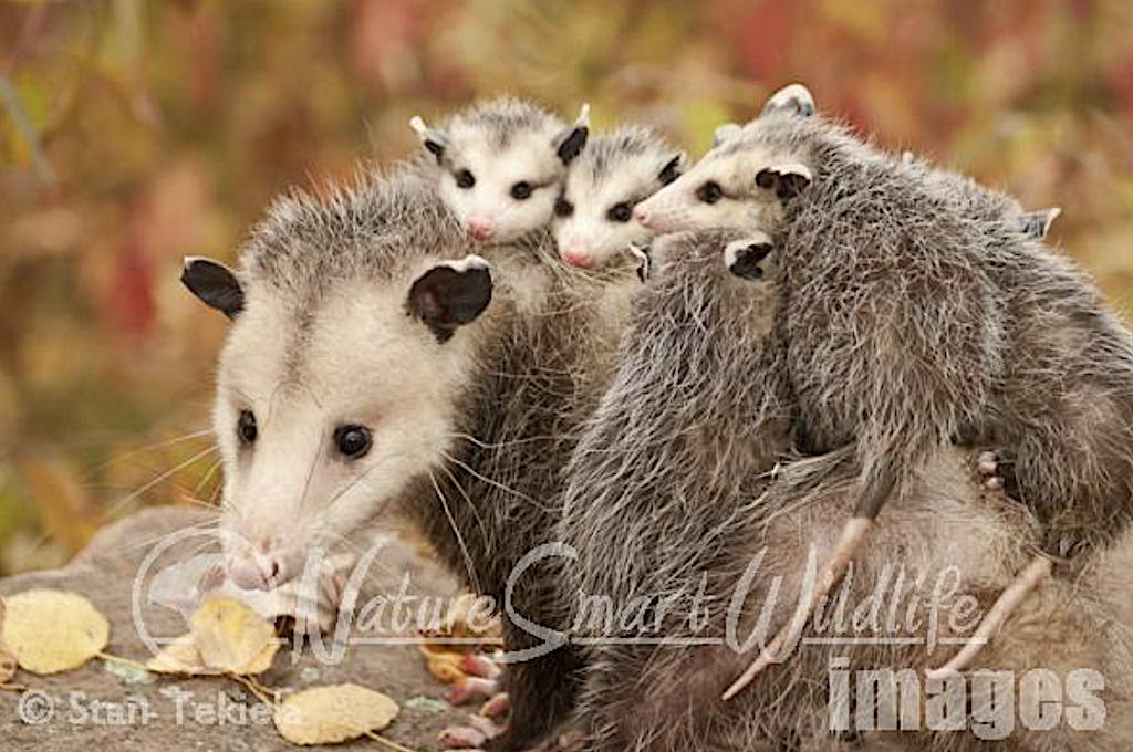 Virginia Opossum