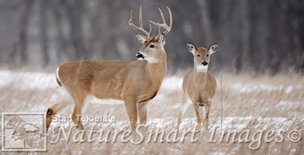 white-tailed deer banner