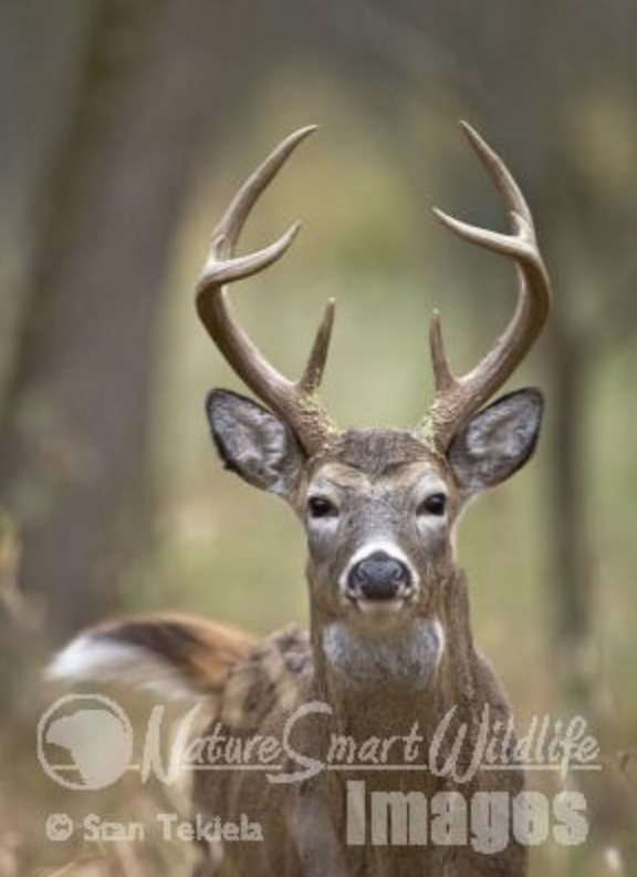 white-tailed deer