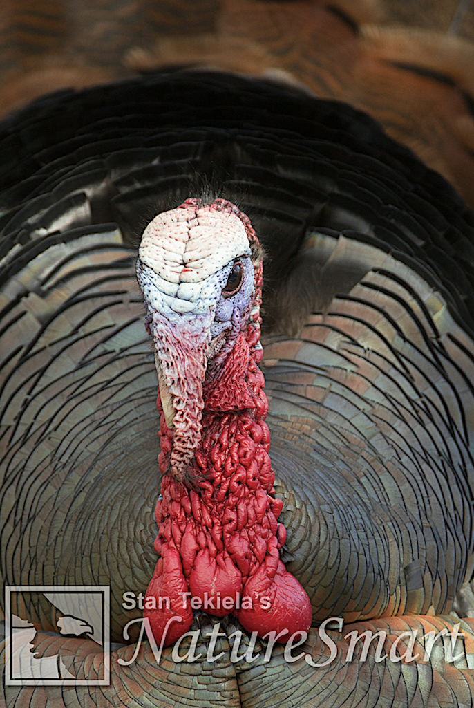 Eastern Wild Turkey