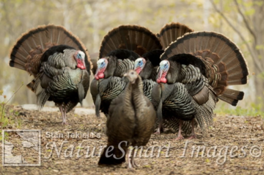 Eastern Wild Turkey