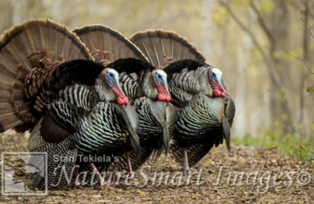 Eastern Wild Turkey