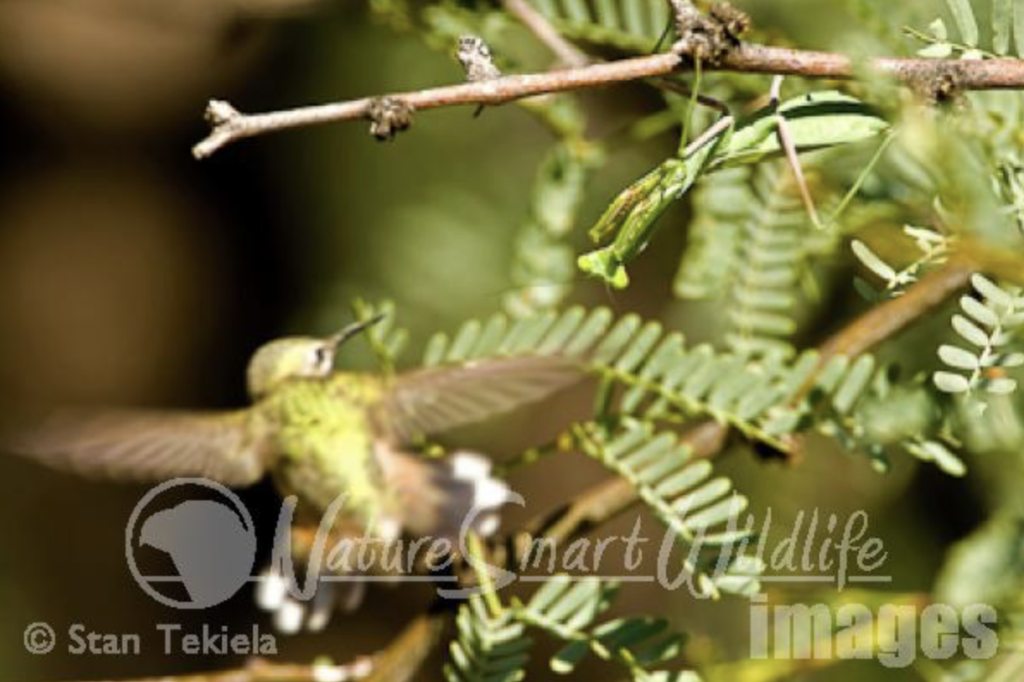 Praying Mantis