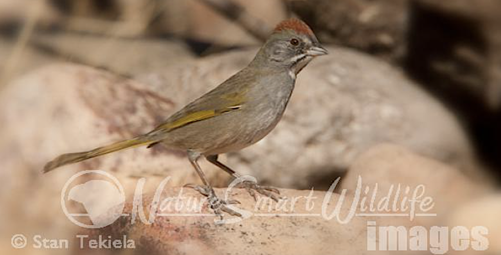 Birds of Colorado