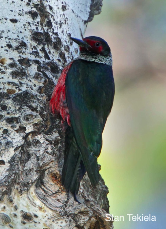 Birds of Colorado