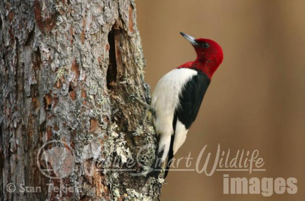 Birds of Missouri