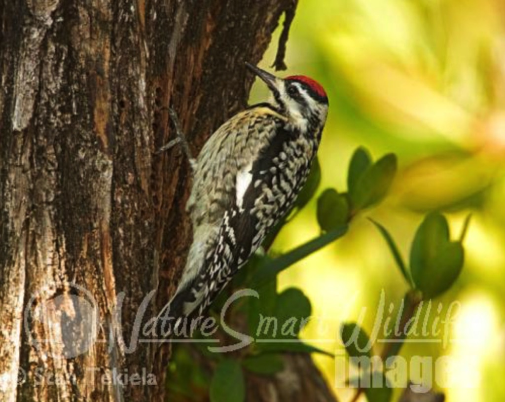 Birds of Pennsylvania