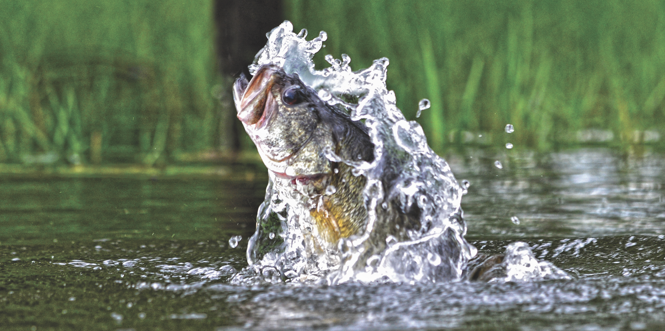 Freshwater Fishing