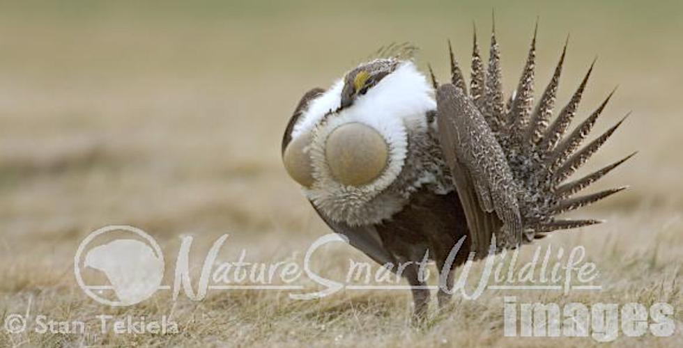 Greater Sage Grouse Banner