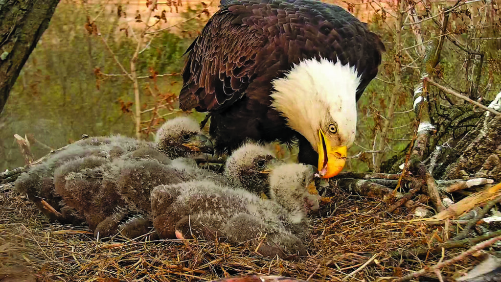 Bald Eagles