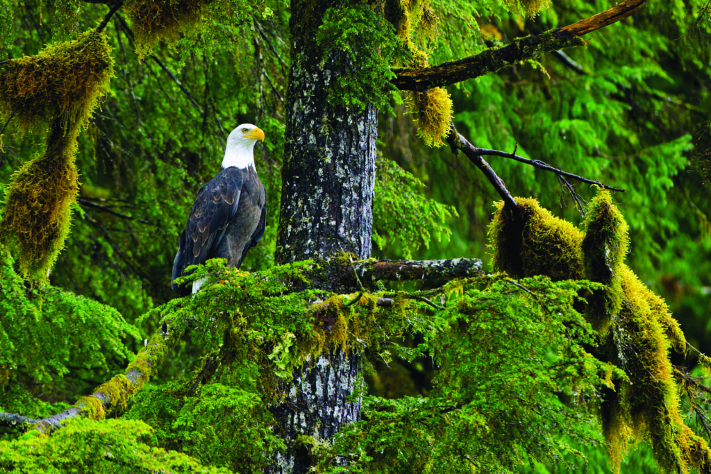 Bald Eagles