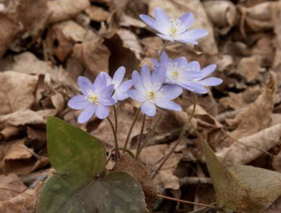 How to Positively Identify the Wildflowers of Minnesota Adventure