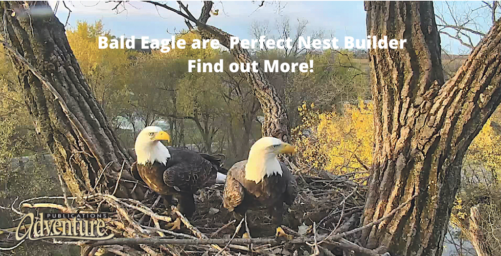 Bald Eagles Banner