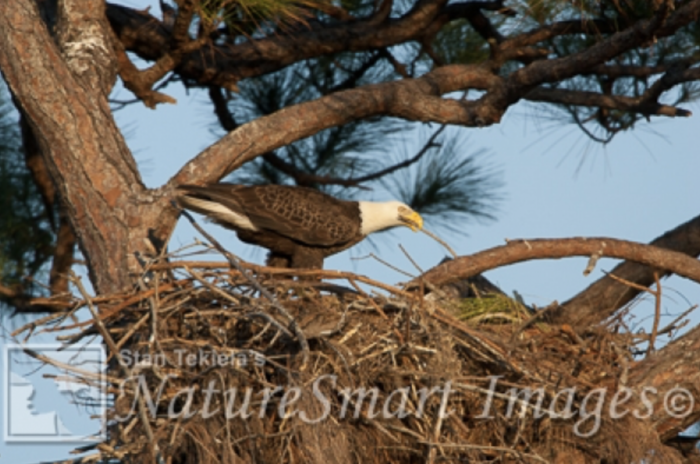 Bald Eagles Build Perfect Nests - Adventure Publications