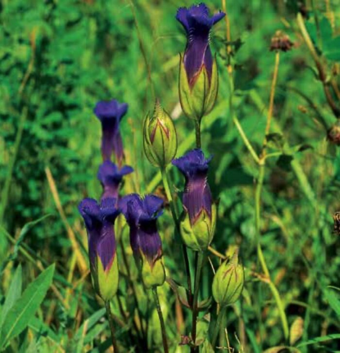 Wildflowers Of Ohio A Field Guide Adventure Publications