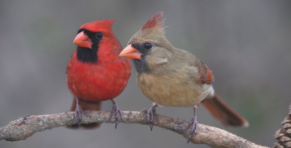 State Bird banner