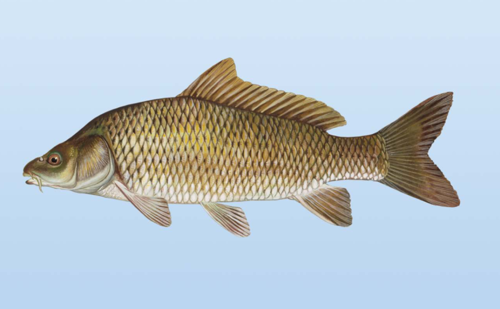 Fish of Michigan