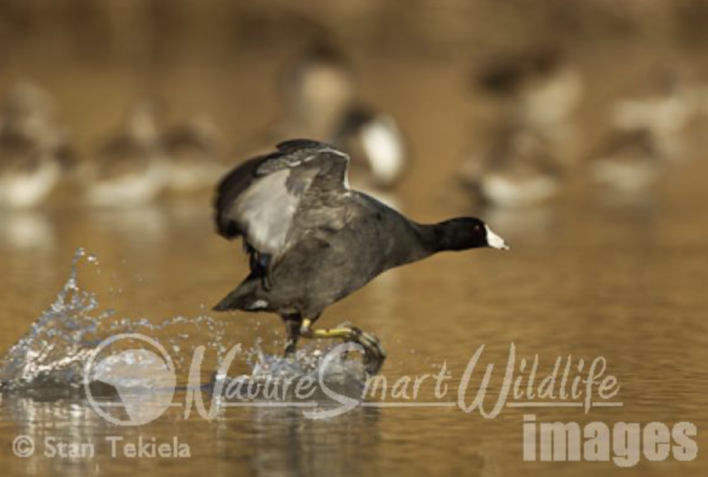 Birds of Colorado