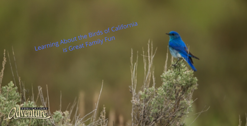 Birds of Colorado