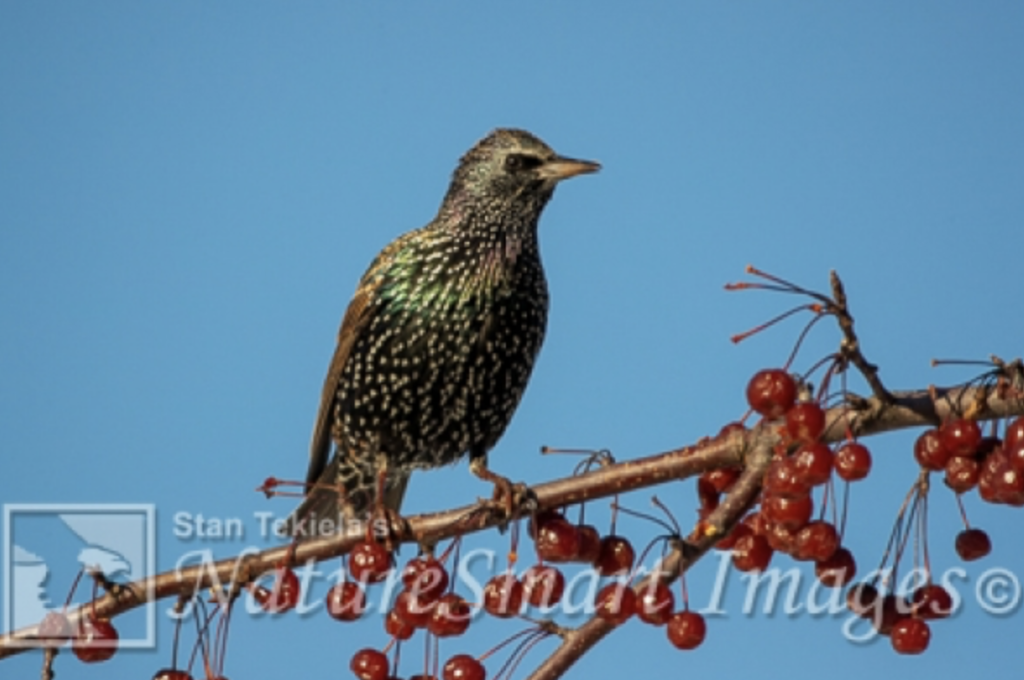 Birds of Colorado