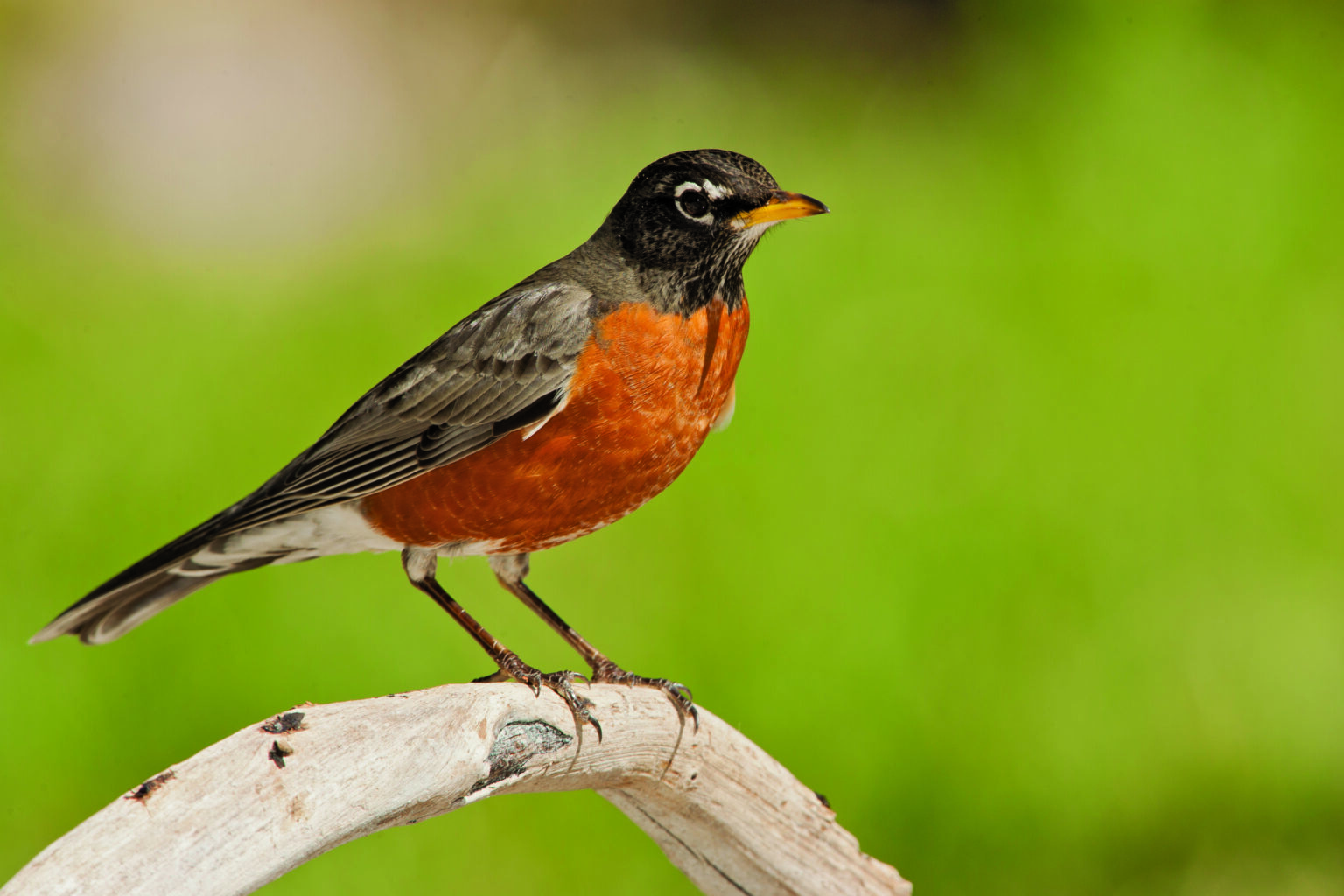 Do you Know the State Birds of the Midwest? Adventure