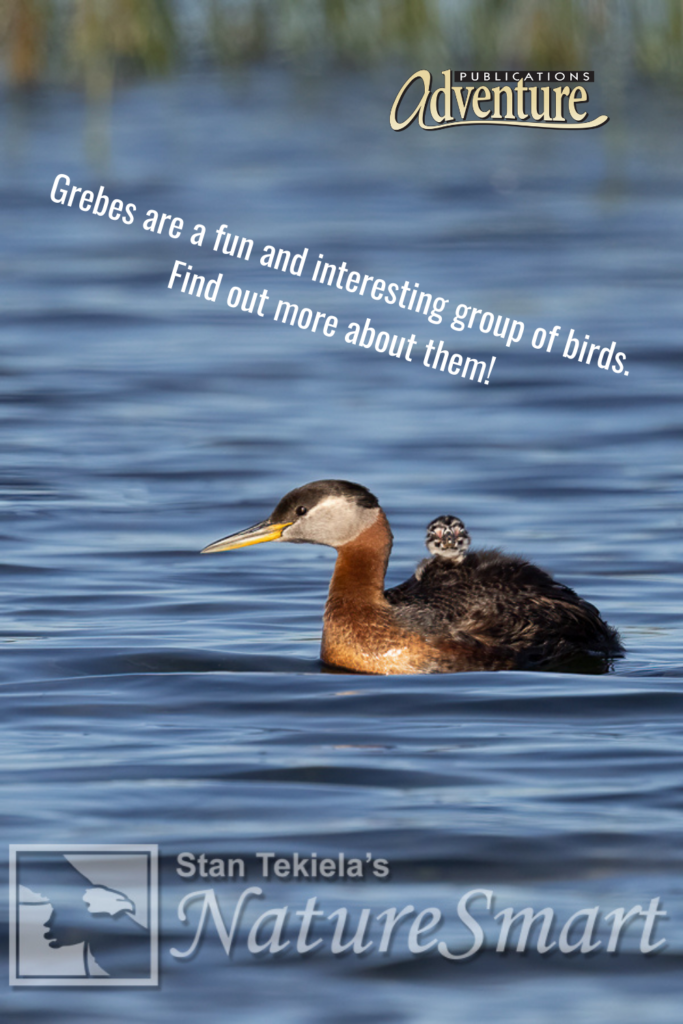 Grebes