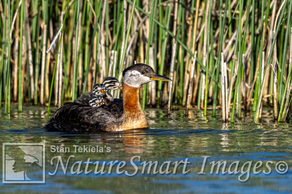 Grebes