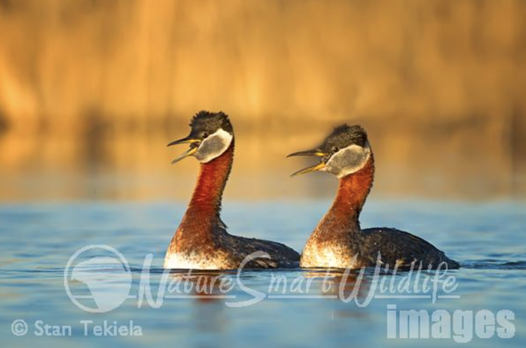 Grebes