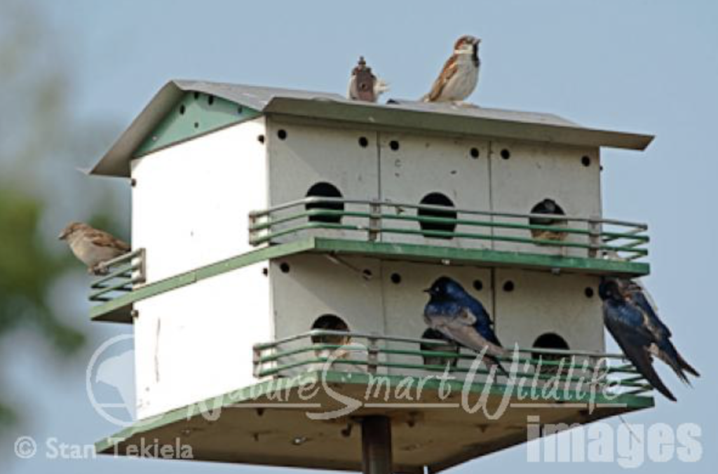 Purple Martins