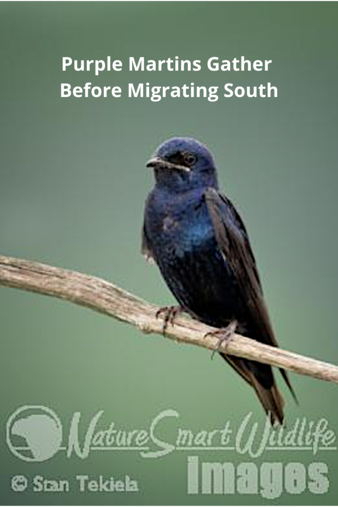 Purple Martins