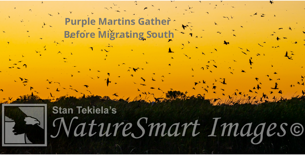 Purple Martins