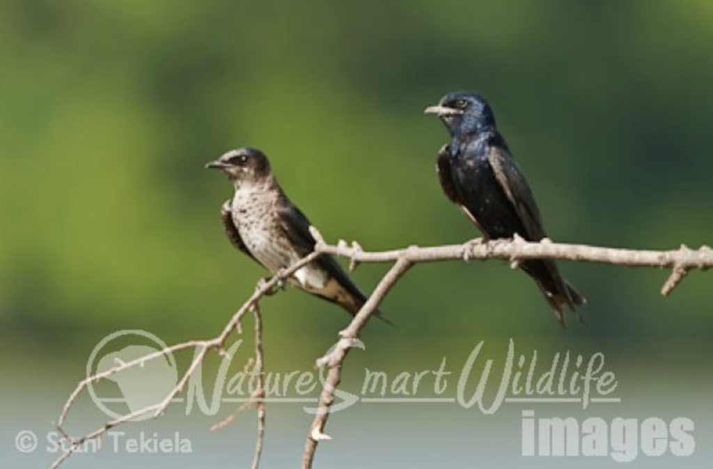 Purple Martins