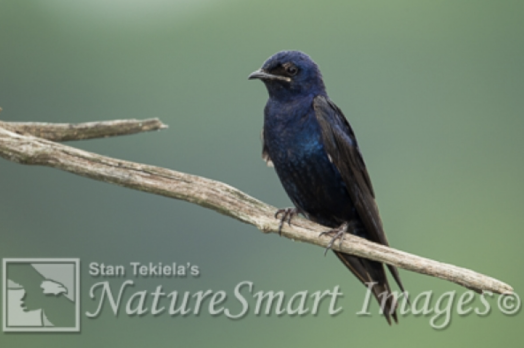 Purple Martins