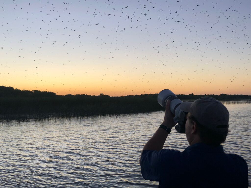 Purple Martins