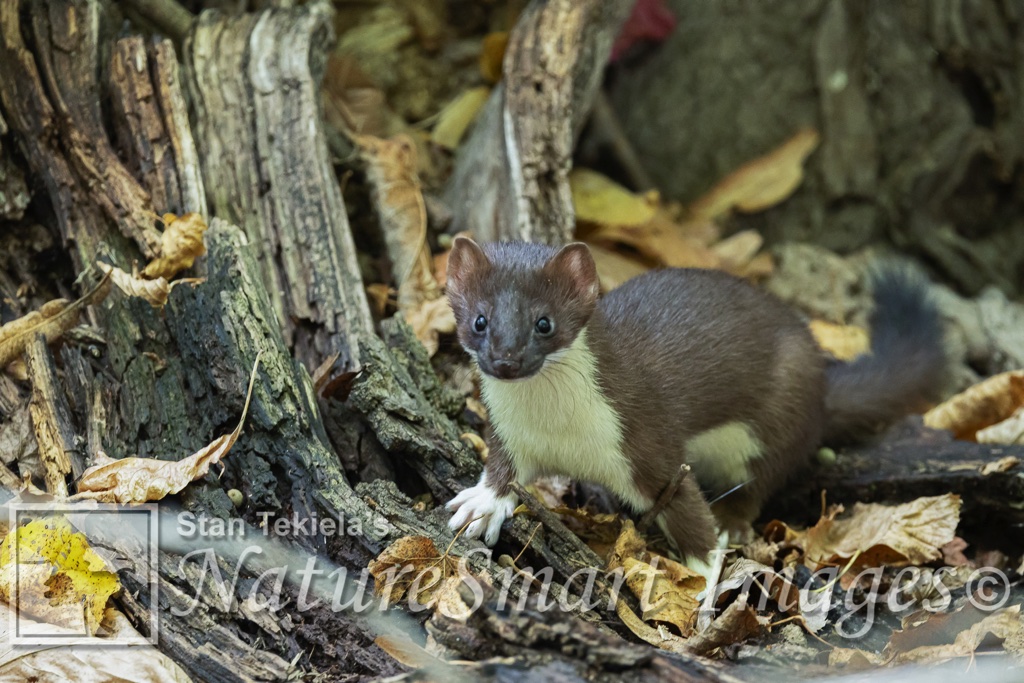 long-tailed weasels